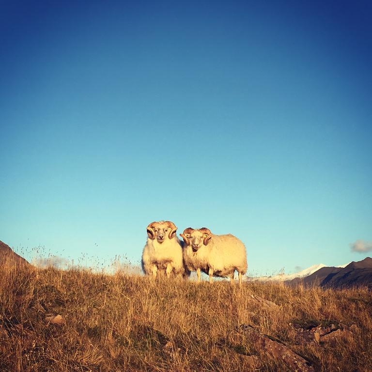 Dynjandi Guesthouse Höfn Exteriör bild
